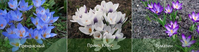 Чаровен, принц Клаус, Томасен Различни видове минзухари