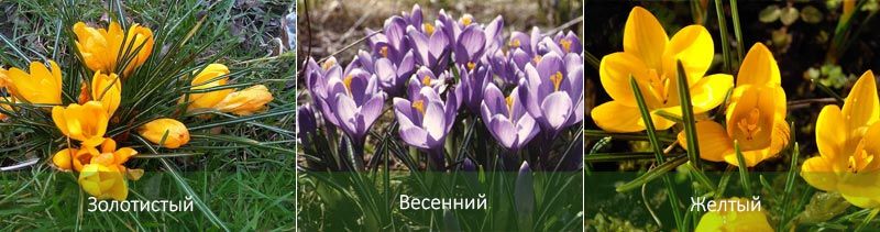 Златисто, Пролетно, Жълто Различни минзухари