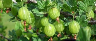 Цариградско грозде