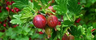 Цариградско грозде