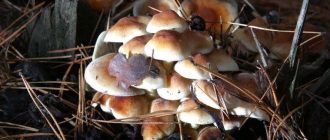 Видове фалшиви медени гъби