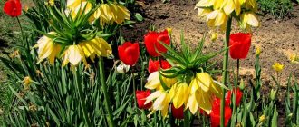 Луковични цветя