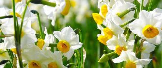 Нарциси