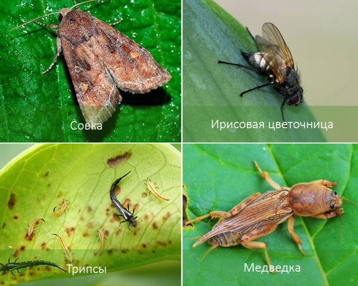 Молец, Ирисов цветен молец, Трипс, Къртица