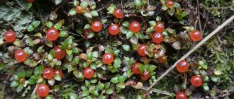 Снимка на Нертерна