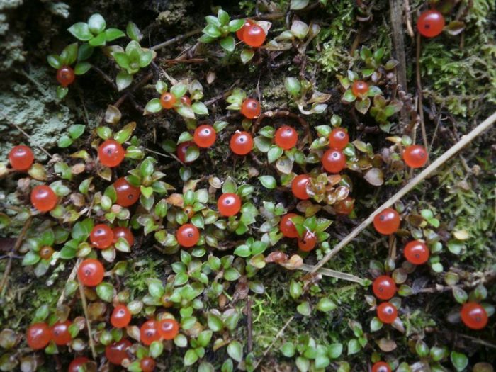 Φωτογραφία της Νερτέρνας