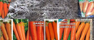 Сортове за зимна сеитба