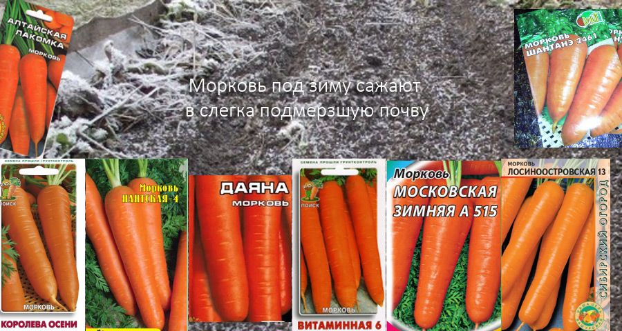 Засяване в замръзнала земя Сортове за зимна сеитба