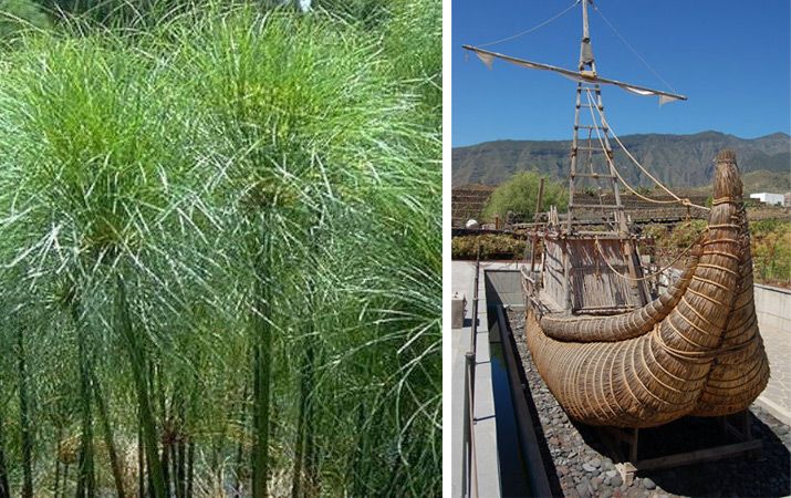 Видове Cyperus и техните приложения Папирус от киперус и лодка, направена от него