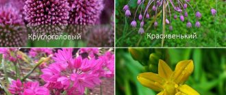 Популярни видове лук