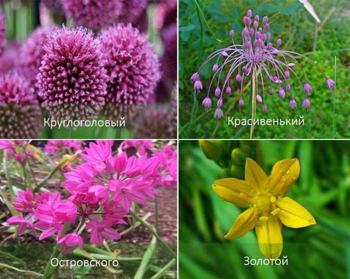 Популярни видове лук