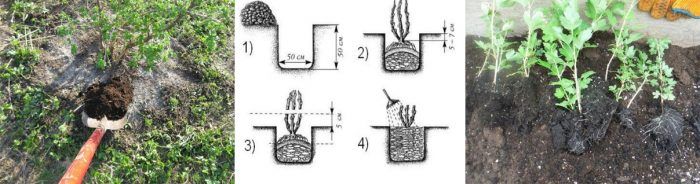 Засаждане на цариградско грозде през есента