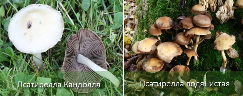 Условно годна за консумация Psathyrella Фалшиви медени гъби