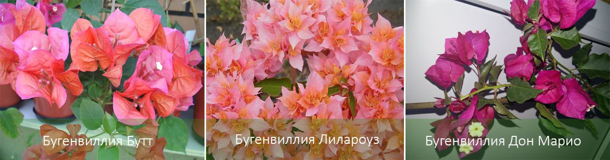 Популярни сортове бугенвилия Сортове бугенвилия