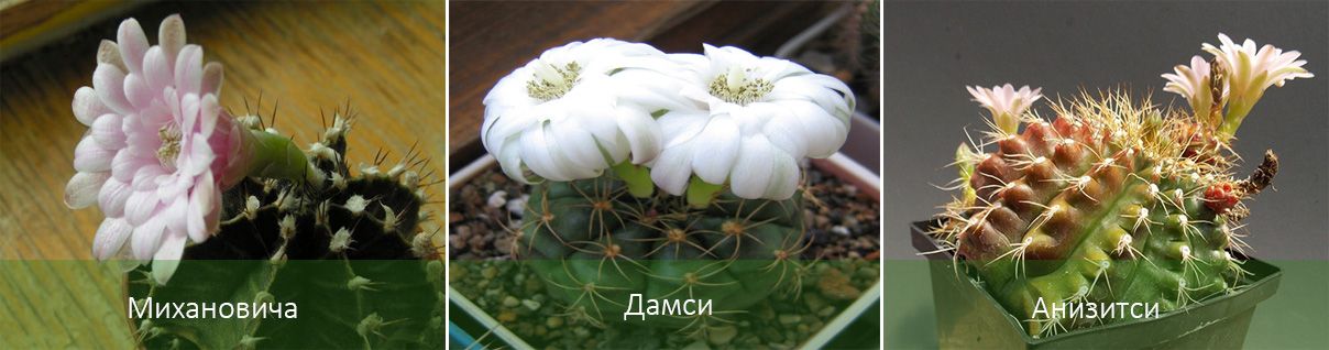 Видове гимнокалициум