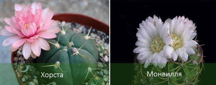 Видове гимнокалициум