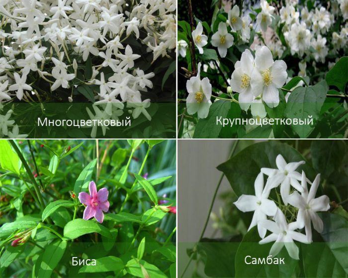 Сортове жасмин на закрито