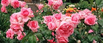 Храстови рози