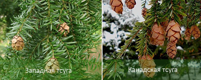 Шишарки от западен и канадски бучиниш Игли от западен и канадски бучиниш