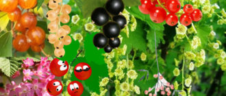 Различни видове касис