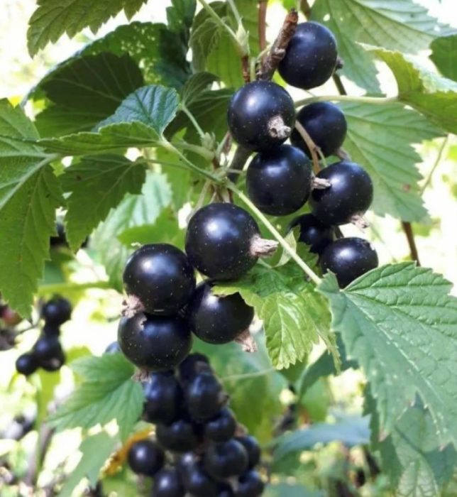 Касис Аугуста