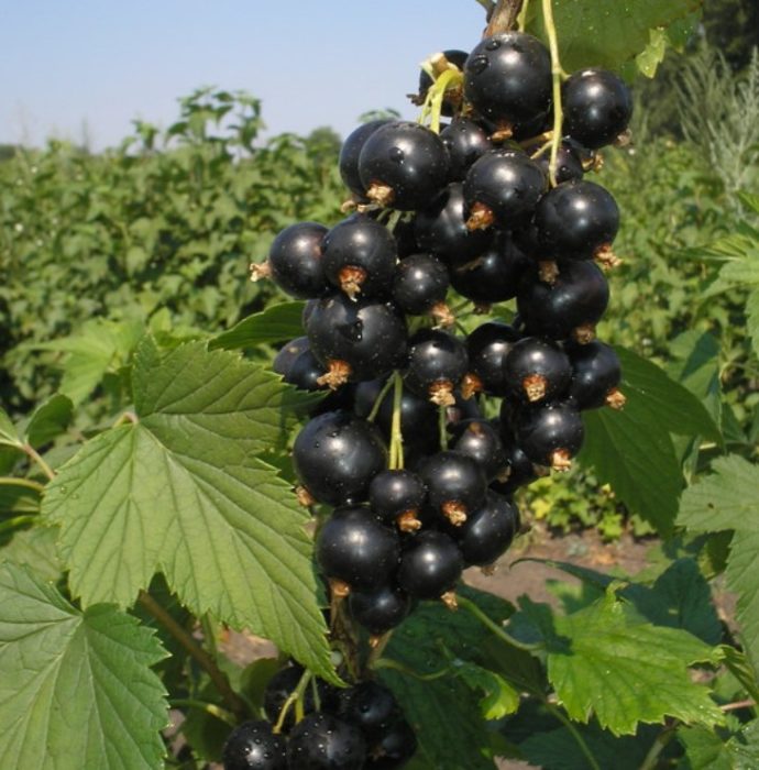 Сорт „Зелена мъгла“