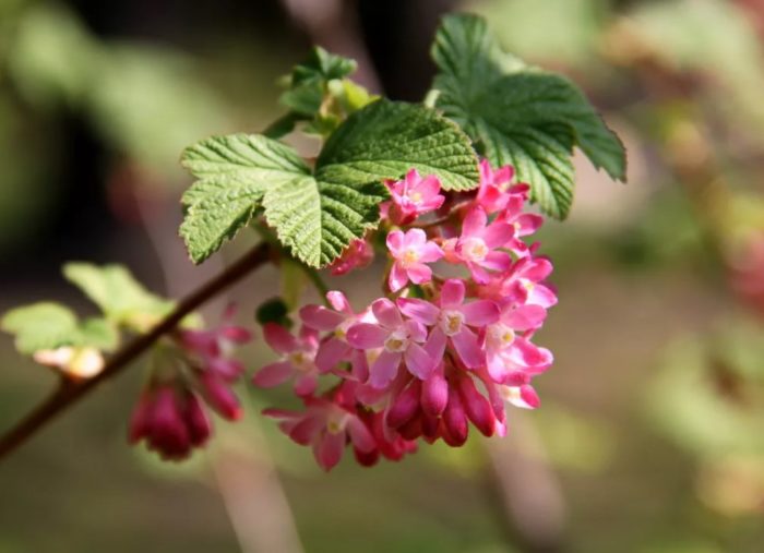 Розови цветя от касис