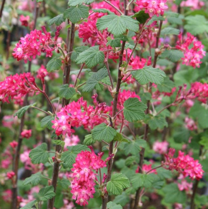 Разнообразен крал Едуард VII