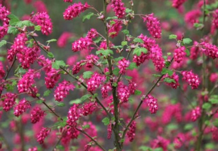 Сорт Пулборо Скарл