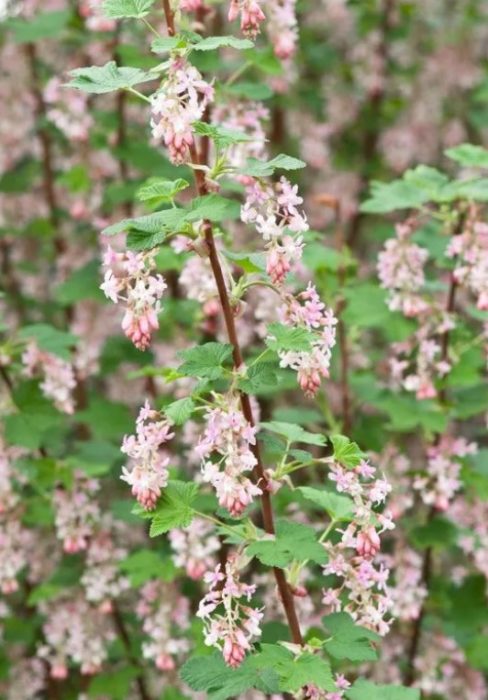 Сорт „Тайдеманс Уайт“