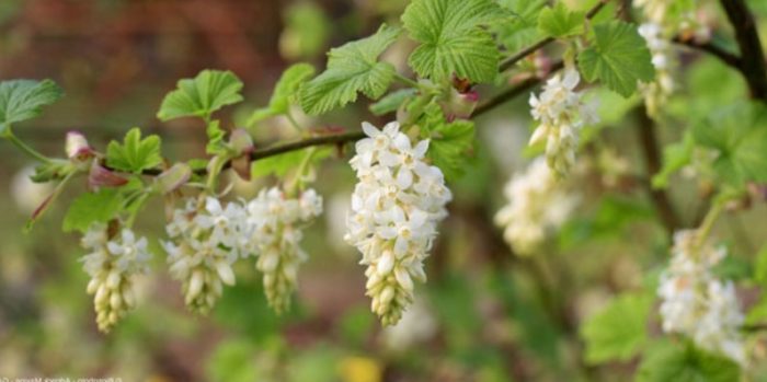 Разнообразие Бяла висулка