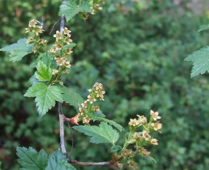 Ледено касис