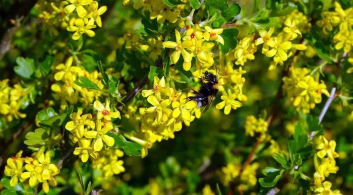 Златни цветове на касис