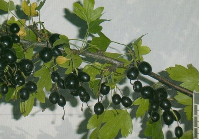 сорт Алтайско черно