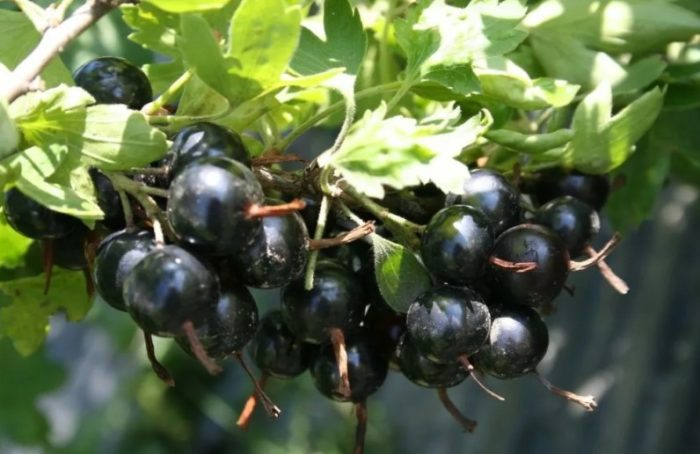 Сорт Изабела