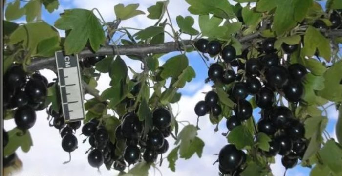 Сорт Левушка