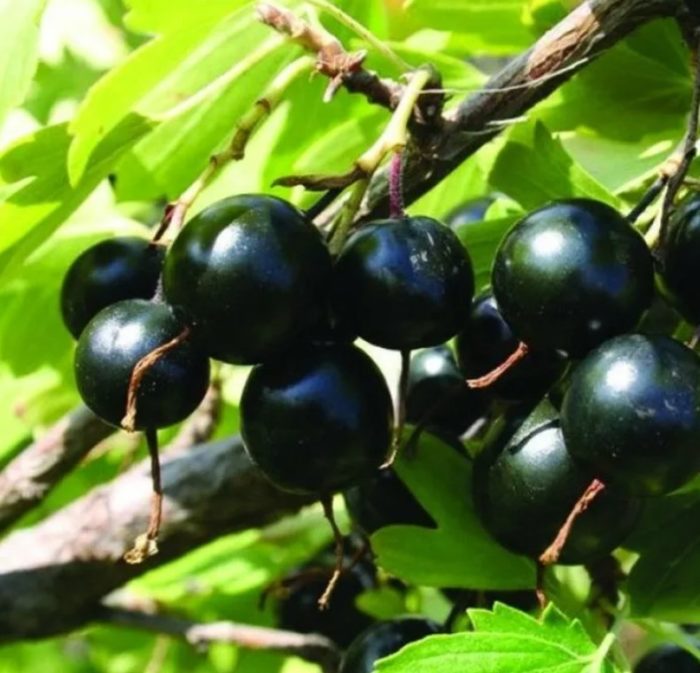 Сорт Мускат