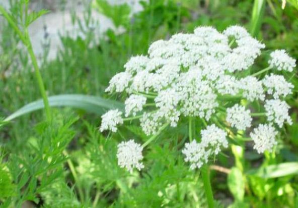 Стрелба с моркови Морков цвете