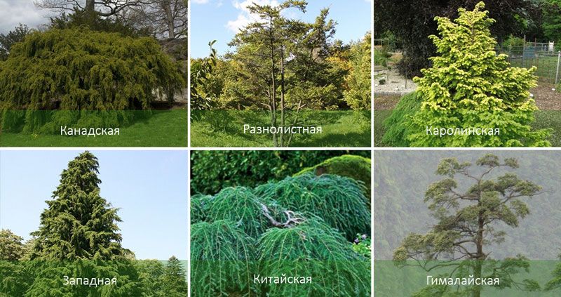 Сортове бучиниш Бучиниш, бучиниш, каролински бучиниш, западен бучиниш, китайски бучиниш, хималайски бучиниш