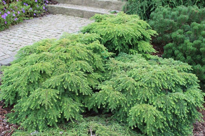 Бучиниш, растящ по пътеката Канадски бучиниш