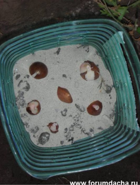 Μέθοδος φύτευσης τουλίπας