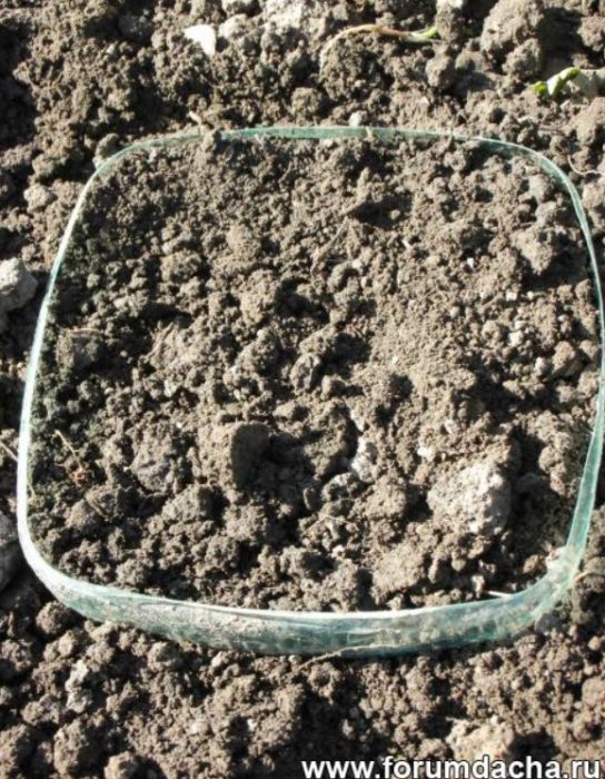 Τουλίπες θαμμένες σε πλαστικό