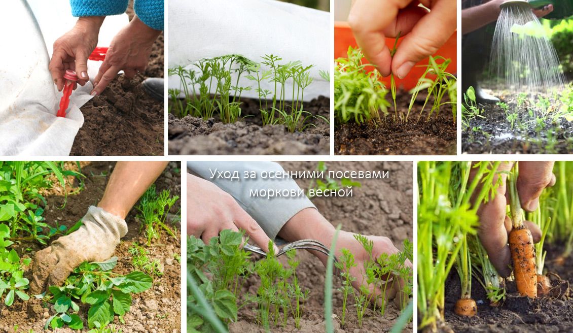 Моркови и грижи за тях Пролетни грижи за есенните реколти от моркови