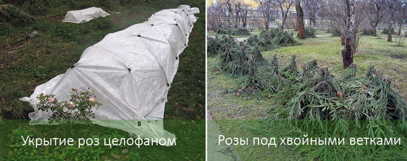 Зимуващи рози Покриване на рози през зимата