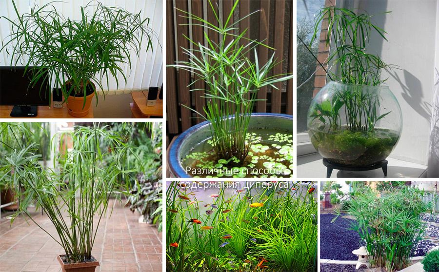 Методи за отглеждане на циперус Методи за отглеждане на циперус