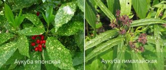 Видове аукуба