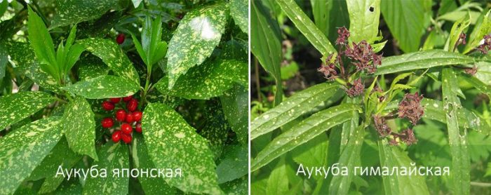 Видове аукуба