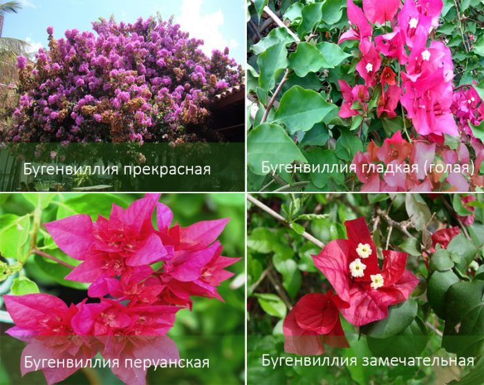 Популярни видове бугенвилия Видове бугенвилия