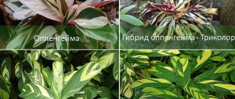 Видове за дома