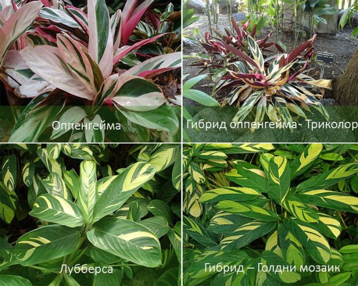 Видове за дома